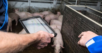 Daenemark Schwein nachhaltig Technologie