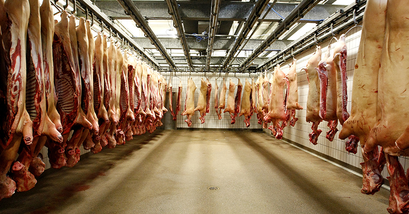 Schweinefleisch Belgian Meat Office Export