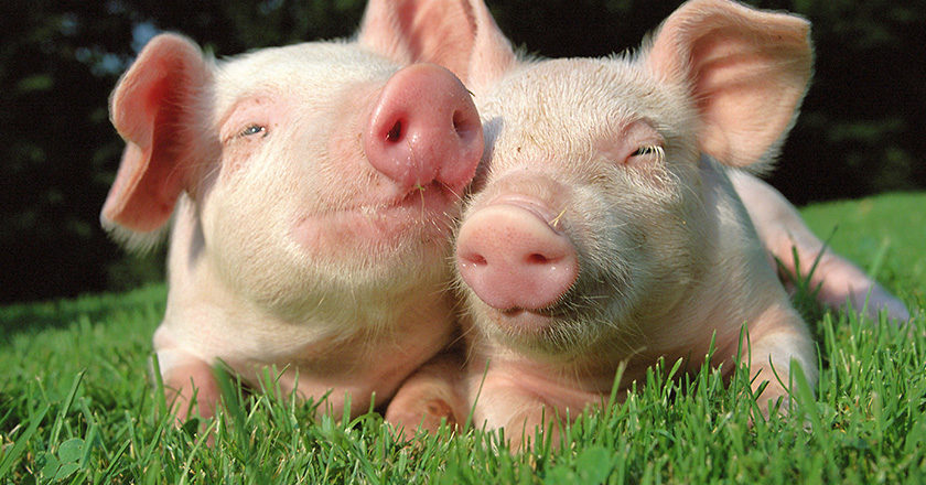 Schweinefleisch Food-Pairing Rezepte