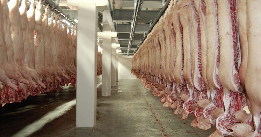Belgien Schwein Rind Schlachtung 2020 Bilanz