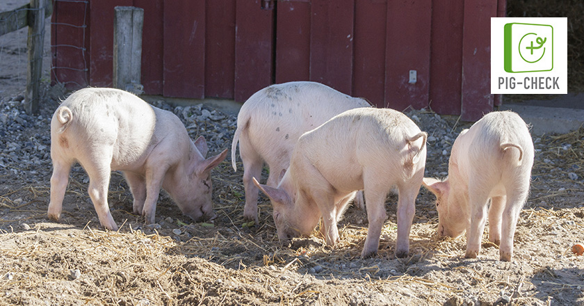 Pig-Check App Kupierverzicht Schweine