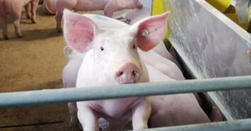 Schweinemast Ammoniak Uni Hohenheim Forschung