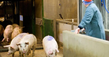 Daenemark Schweinefleisch Export 2024 Bilanz