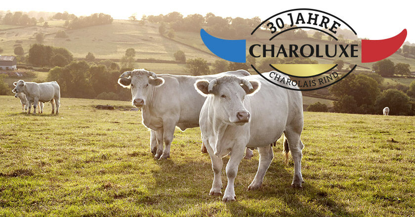 Charolox Charolais Logo 30 Jahre